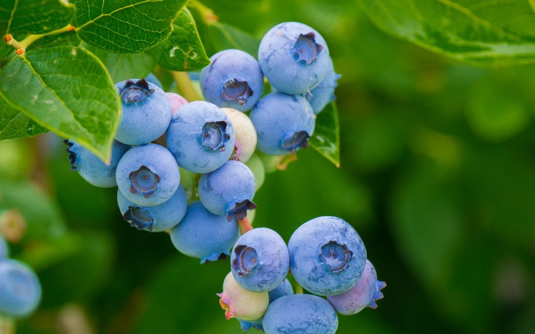 Dormant Sprays for Disease Control in Blueberries