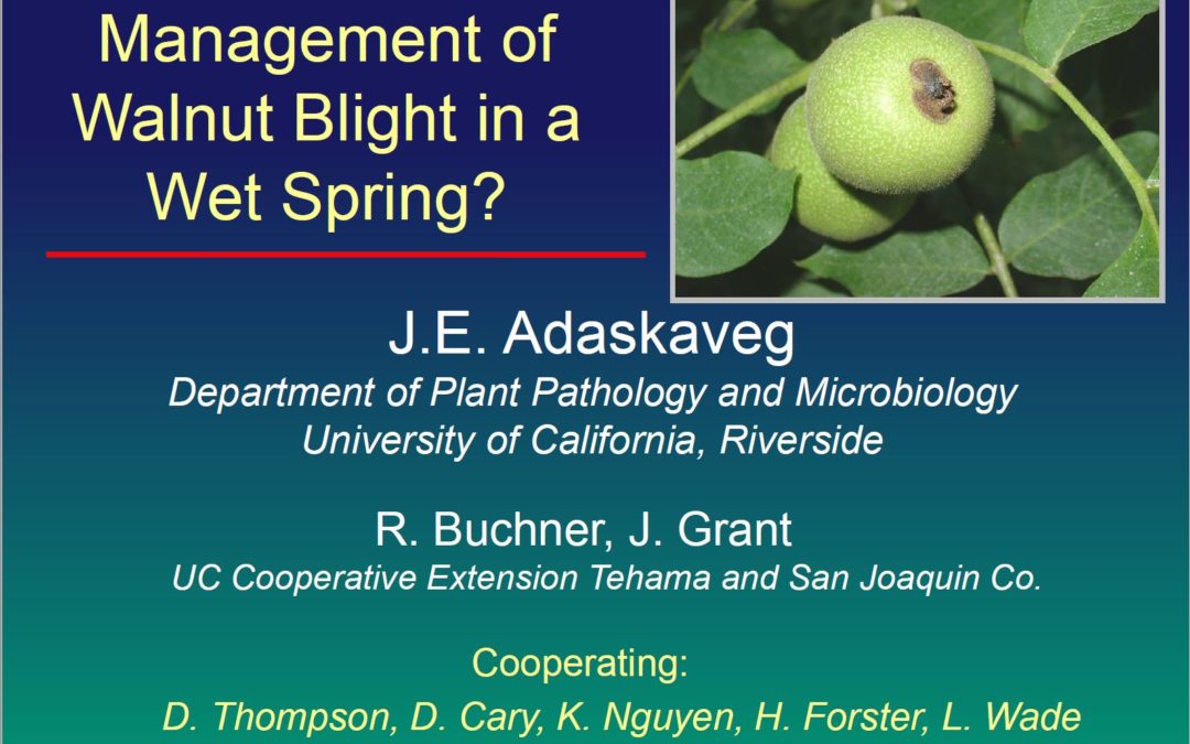 Dr. Jim Adaskaveg: Management of Walnut Blight in a Wet Spring?