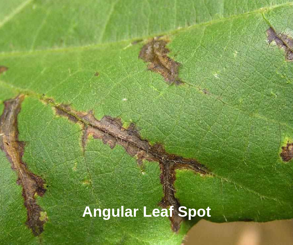 Angular Leaf Spot Prevention