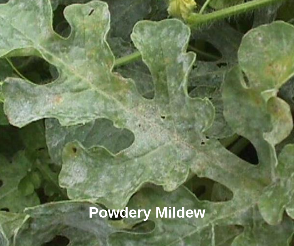 Powdery Mildew on Watermelon Leaf
