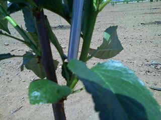 new growth 091 Plant Growth