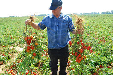 Man holding tomato plants