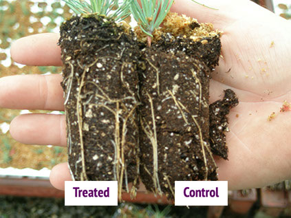 p6150026 Root comparison
