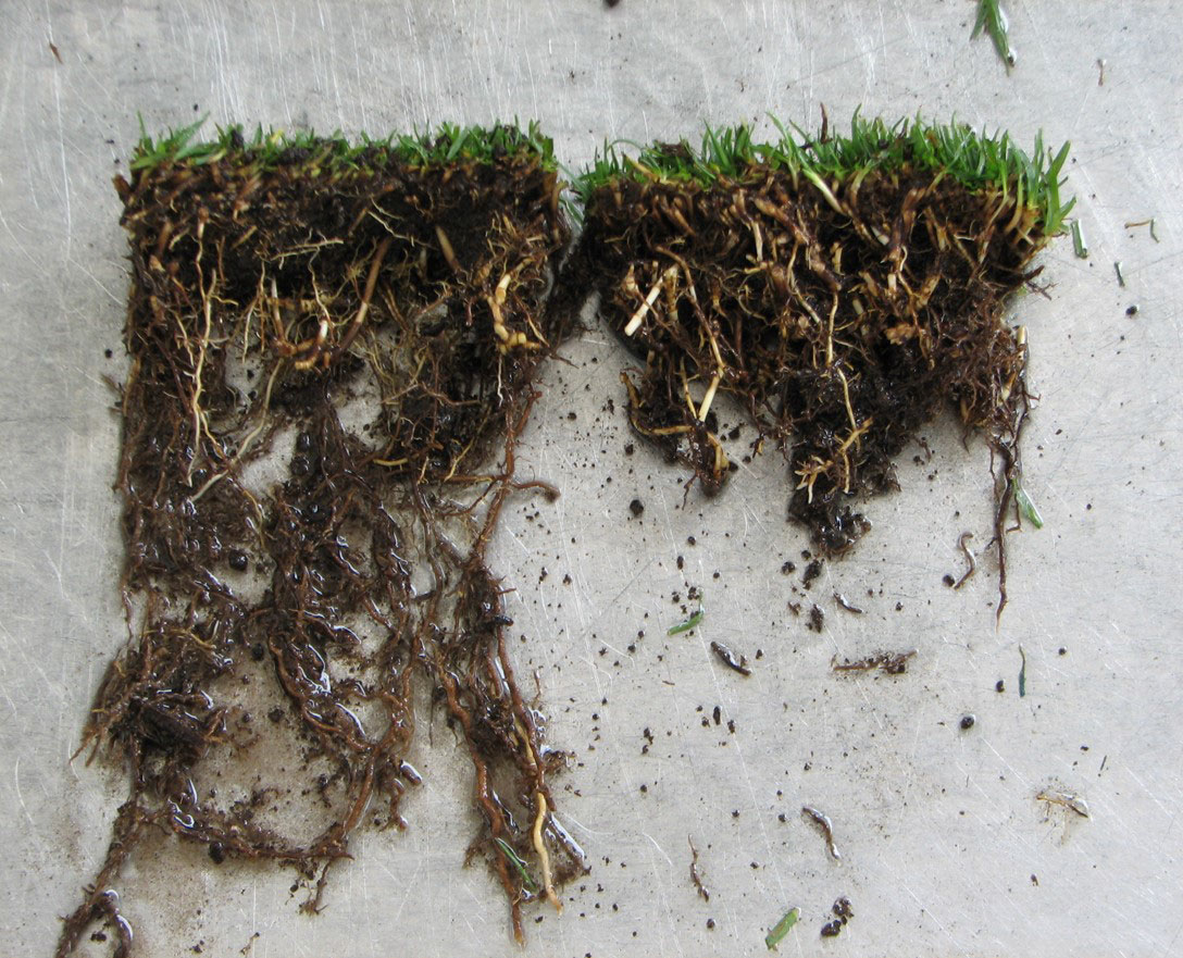 Root Growth