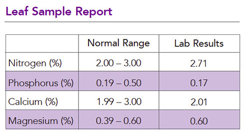 Leaf Sample Report Table Data