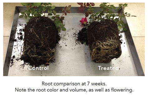 Root Development and Soil Biology of Knockout® Red Roses