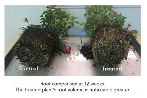 screen-shot-2017-07-26-at-23259-pm Root Development and Soil Biology of Knockout® Red Roses