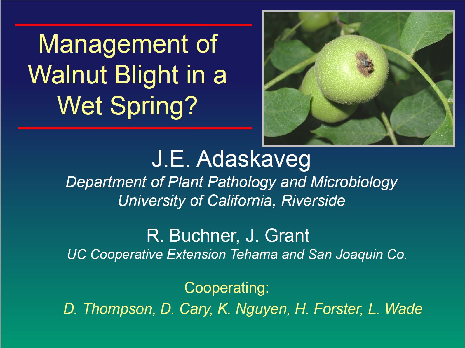 Walnut Blight Research Dr. Jim Adaskaveg