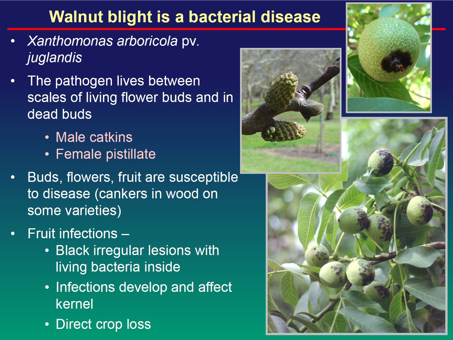 Walnut Blight Research Dr. Jim Adaskaveg